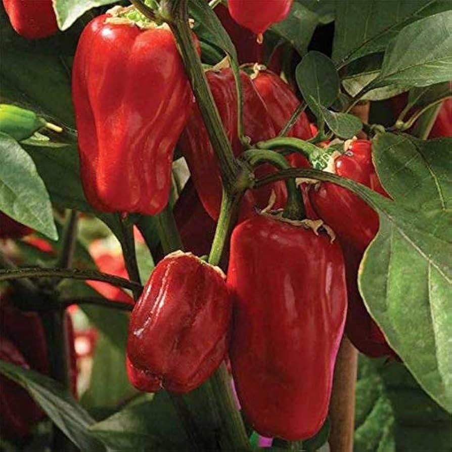 Cajun Hybrid Pepper Vegetable - for planting in home garden